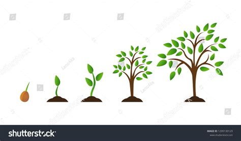 8,922 Tree growth diagram Images, Stock Photos & Vectors | Shutterstock