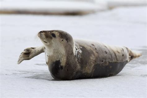 Free Stock Photo of Harp Seal with Flipper out | Download Free Images ...