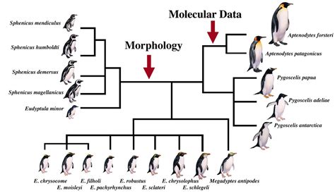 Evolution - The Emperor Penguin