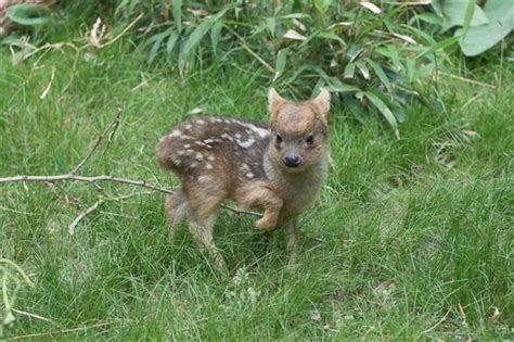 Tiny Baby Deer Frolics in Grass Picture | Cutest baby animals from around the world - ABC News