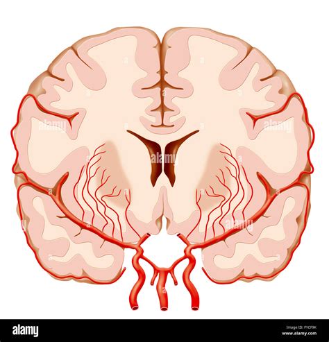 Middle Cerebral Artery Anatomy - Anatomical Charts & Posters