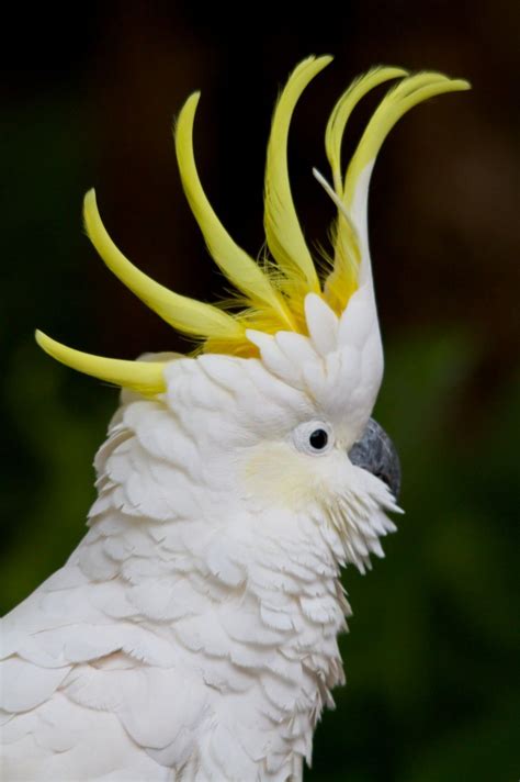 Sulpha-Crested Cockatoo “Gandalf the White". This is a large white bird and has a striking lemon ...