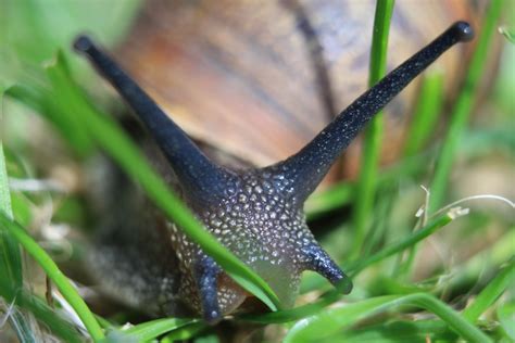 Free Images : nature, fauna, invertebrate, close up, snail, molluscs, slug, macro photography ...