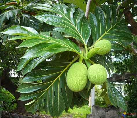 Épinglé sur LES FRUITS CRÉOLE ANGELE