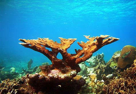 Elkhorn_Coral | Lighthouse Reef, Belize | diver_meg | Flickr