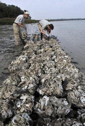 Massachusetts Oyster Project: Georgia Oyster Reef Restoration