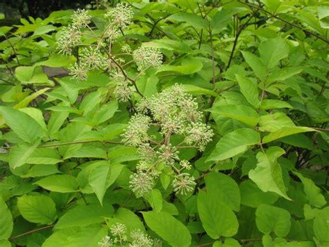 Aralia, Golden Foliage and Edible Shoots - Eat The Planet