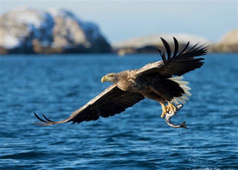 Sea Eagle | Facts, pictures & more about Sea Eagle