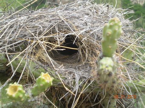 Cactus Wren Nest | Cactus wren, Bird house, Outdoor decor