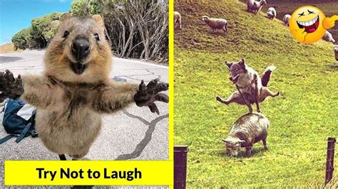 Funny animals memes try not to laugh wallpaper | Zoo Animals