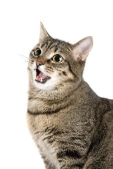 Finding Cat Sound Effects WAV Files | LoveToKnow Pets