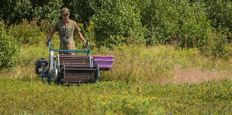 Why Wild Blueberries – Bleuets NB Blueberries