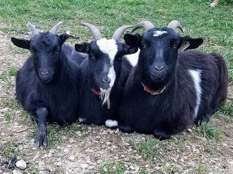 Myotonic Goats - Melwood Farm