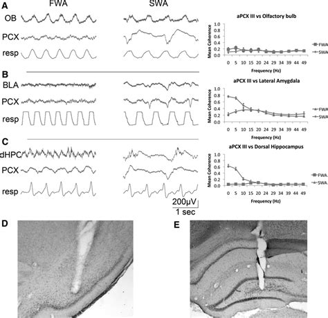 State-dependent changes in coherence between the piriform cortex (layer ...