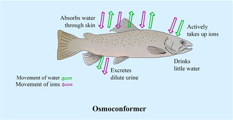 Which Large Group Of Animals Consists Largely Of Osmoconformers - ANIMAL QBK