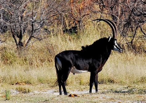 Sable Antelope | Amazing Facts & Latest Pictures | All Wildlife Photographs