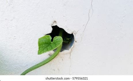 950 Flower growing crack sidewalk Images, Stock Photos & Vectors | Shutterstock