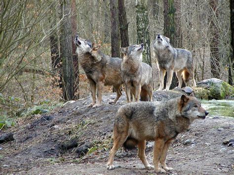 Ein besonderer Ausflugstipp: der Natur- und Umweltpark in Güstrow » DeinOstseeUrlaub.de