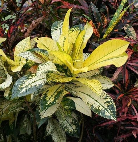 20 Different Types of Crotons | Best Croton Varieties with Photos Bromeliads Landscaping ...