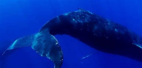 Maui whale watching is at it's peak in February and March. — Island ...