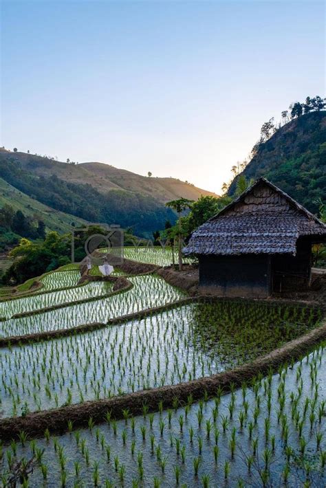 an image of rice fields in the mountains