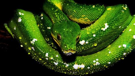 4K Green Python Wallpapers