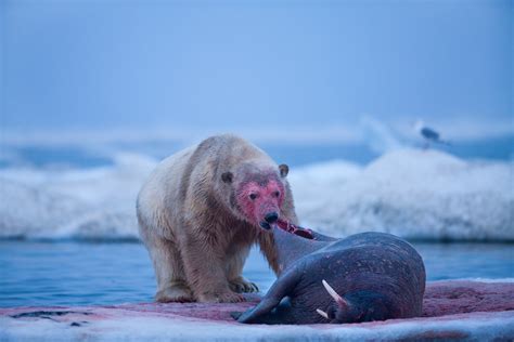 Polar Bear knows that walrus skin is the best part of the meal : r ...