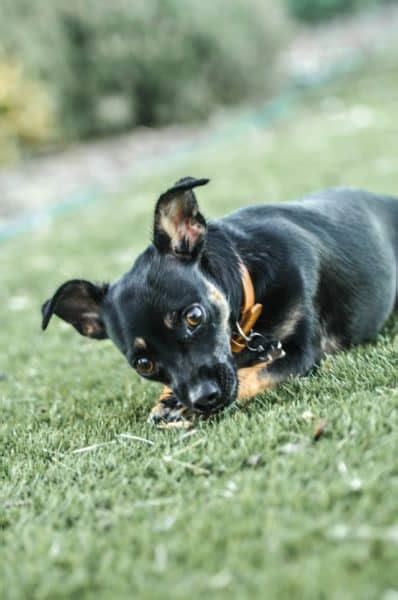 German Shepherd Chihuahua Mix: What A Unique Breed!