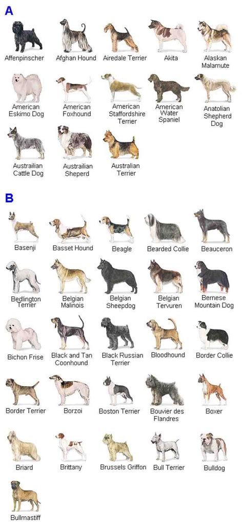 dog-breeds-with-pictures-hd-terms-akc-list-of-dog-breeds-all-dog-breeds-name-list-dog-breeds ...