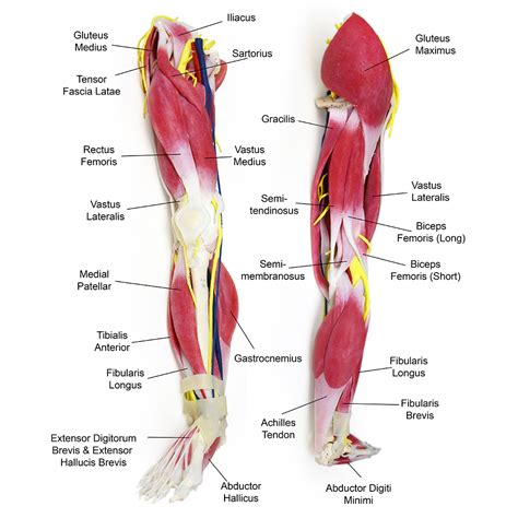 Diagram Of Leg Muscles And Tendons Labeled