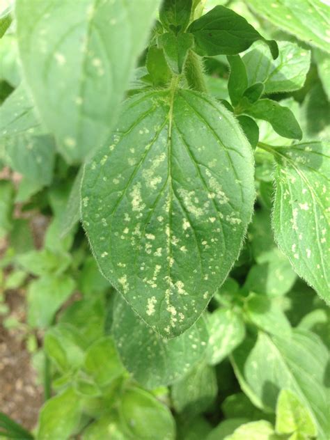 Oregano | White spots on oregano leaves