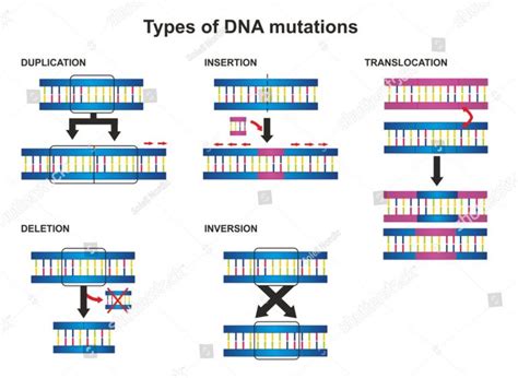 Genetic mutations – Science of Healthy