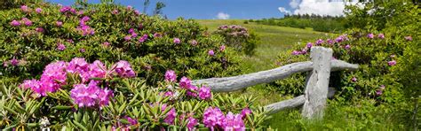 Rhododendron Festival - Roan Mountain