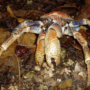 Coconut crab - Facts, Diet, Habitat & Pictures on Animalia.bio