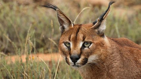 Check out Israel's 10 most unusual wild animals - ISRAEL21c