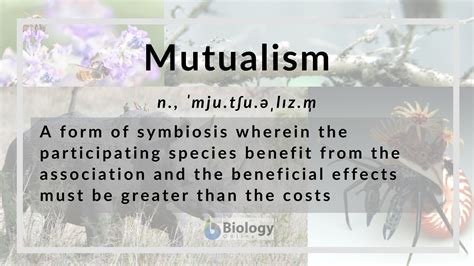 Mutualism - Definition and Examples - Biology Online Dictionary