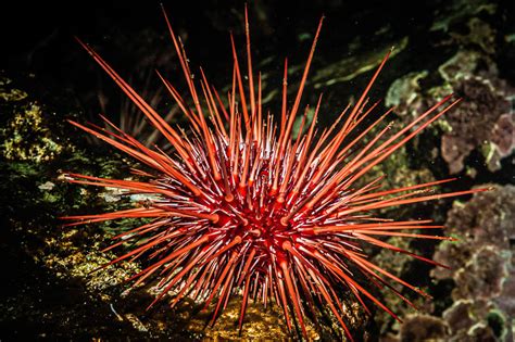 About the Red Sea Urchin - The Scuba News