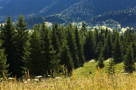 Sapin épicéa Jura, bois d’épicéa, épicéa Sapin Noel - Jura Tourisme