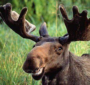 Petition · English Language: Make "Meese" the official word for the plural of moose. · Change.org