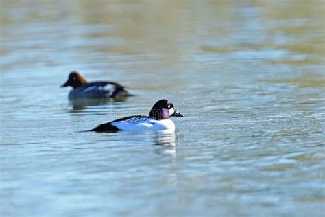 426 Female Goldeneye Duck Stock Photos - Free & Royalty-Free Stock ...