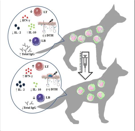 Can Leishmaniasis Be Cured In Dogs