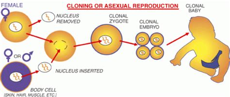 How it works - Human Reproductive Cloning