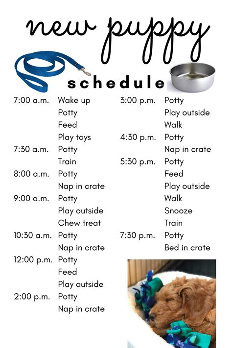 Puppy Routine Schedule By Age