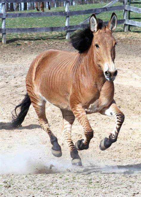 Meet Zelda! — BreyerHorses.com