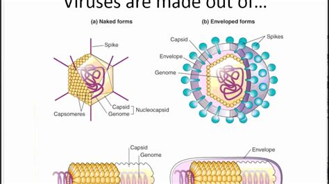 Virus Diagram Structure