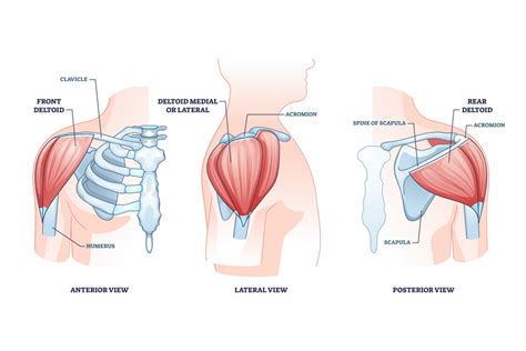 The Posterior Deltoid Muscle | Deltoid, Posterior Deltoid, Trigger ...