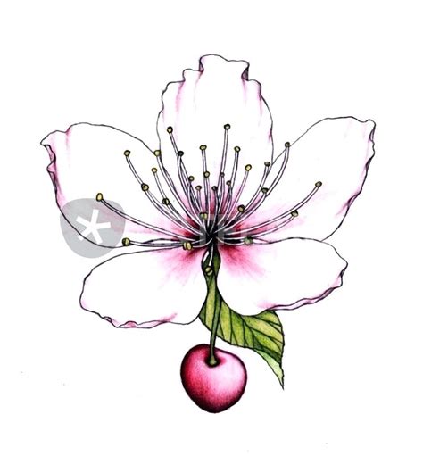 Chinese Cherry Blossom Drawing | Free download on ClipArtMag