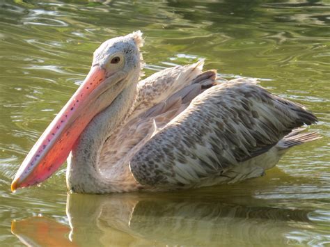 Free photo: Birds In Water - Birds, Blue, Duck - Free Download - Jooinn