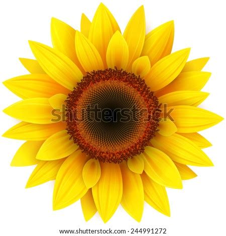 Sunflower vector Free Vector / 4Vector