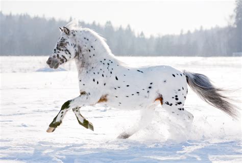 American horse breeds and where to see them in the wild